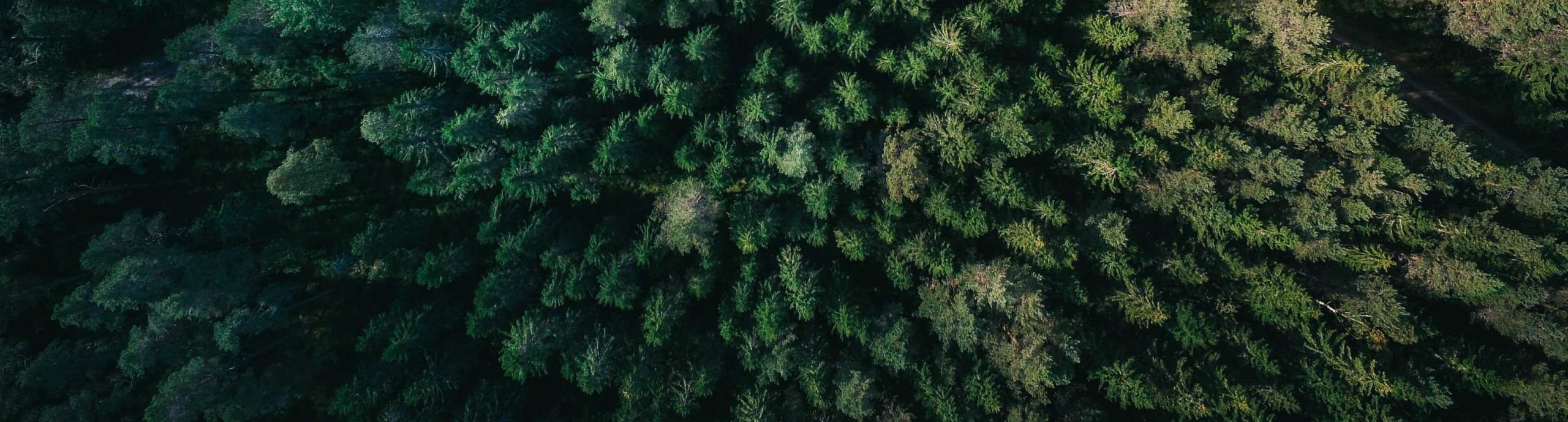 ForestBase – nytillskott i vårt erbjudande!